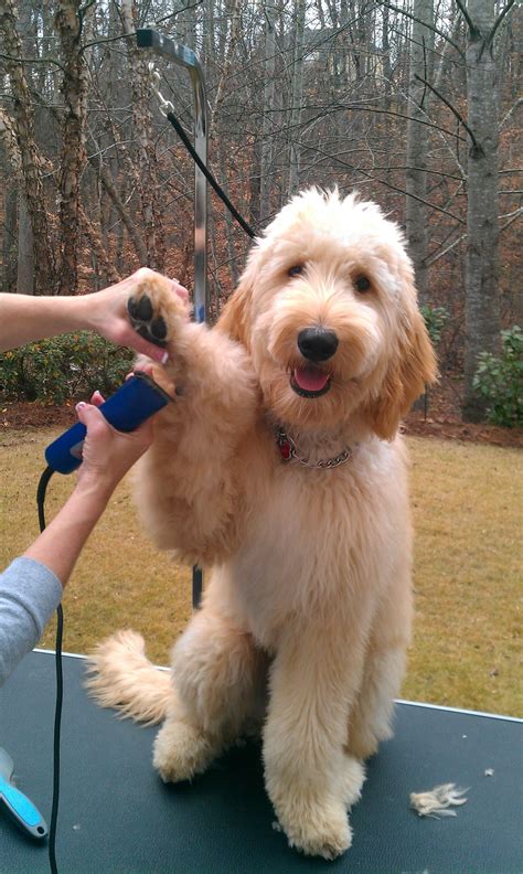 How To Groom A Goldendoodle Tail 2021 Do Yourself Ideas