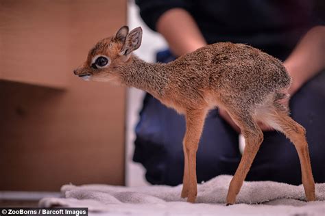 Adorable Baby Dik Dik Antelope Is Only 19cm Tall