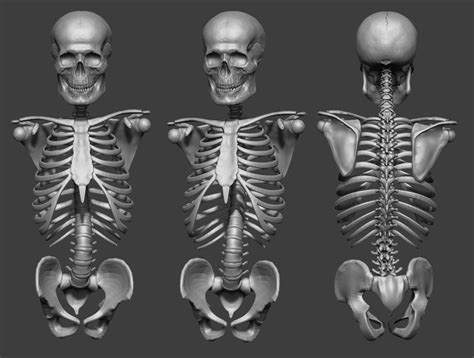 Zart Onlinemasterclasses Human Skeleton