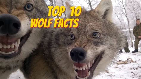 Top 10 Wolf Facts Everything You Ever Wanted To Know About Wolves