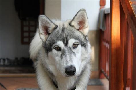 Get Wild With The Outstanding Husky Wolf Dog Mix Animalso