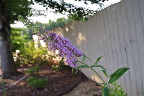 Hi, if you want to join a board, please mention in the (add a comment) section of any pin on the first board. Butterfly Bush | Country gardening, Small gardens ...