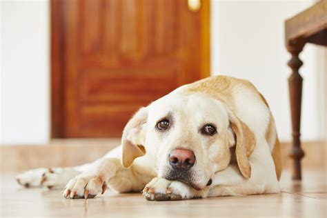 Cimurro Del Cane Sintomi Cause E Come Si Cura