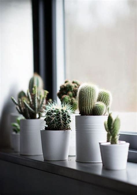 Cacti & succulents cacti gallery. Pin by Sisi Atanasova on Decor | Plants, Cactus, Indoor plants