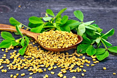 The production of fenugreek in india is marked by its dominant position in world production and export. Kapha-Vata Balancing Herbs - allAyurveda
