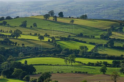 Lush Green Grass Fields And Trees On A Rolling Hills Landscape Powys