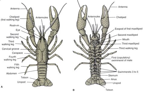 Anatomy Of A Crustacean Anatomical Charts And Posters