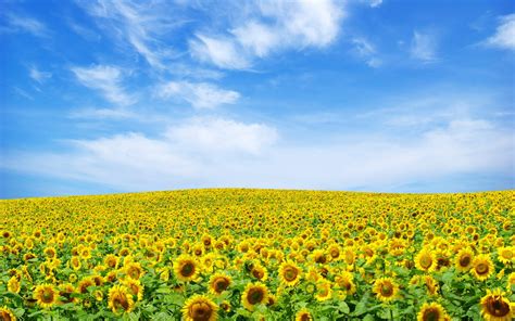 Sunflower Landscape Wallpapers Hd Wallpapers Id 9050