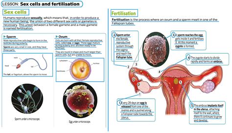 Blog De 6º De Primaria Natural Science Unit Human Body And Reproduction Lesson Sex Cells