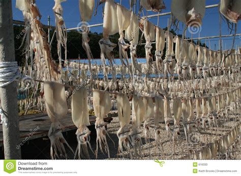 Drying Squid Stock Image Image Of Food Asia Korean Hang