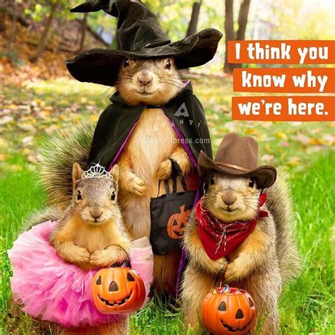Trick Or Treat Happy Halloween 😃🎃avantipress Squirrel Funny