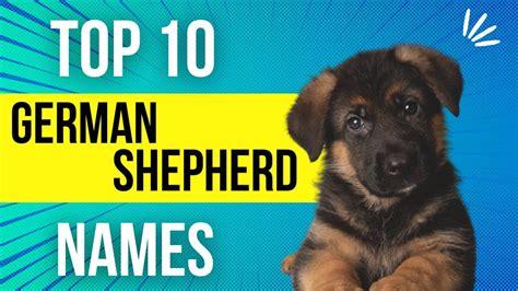 Top 10 German Shepherd Dog Names 2022 Youtube