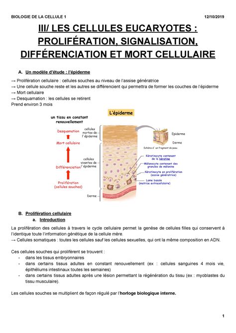 Cellules Eucaryotes Prolifération Différenciation Et Mort L1 Sdv S1