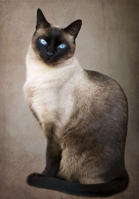 Siamese Looking Cat Breeds Pets Lovers