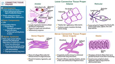 Physiology Connective Tissue Proper Draw It To Know It