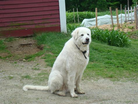 Great Pyrenees Breed Guide Learn About The Great Pyrenees