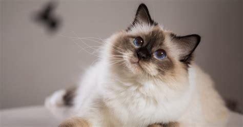 7 Stunning Cat Breeds With Short Ears In 2021 Popular Cat Breeds