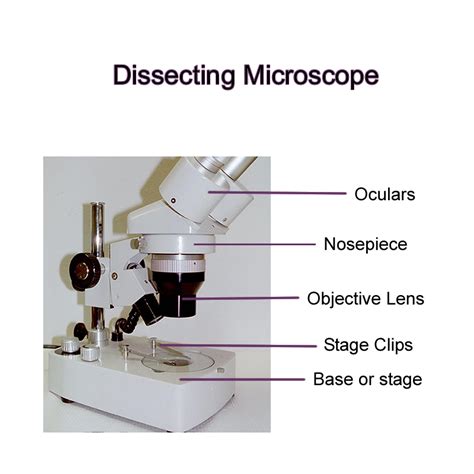 Typical Compound Light Microscope Labeled Micropedia
