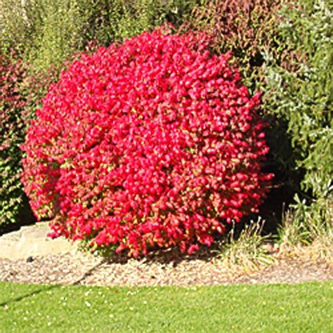 Compact Dwarf Burning Bush Flaming Red Fall Color Live Shrub For Sun