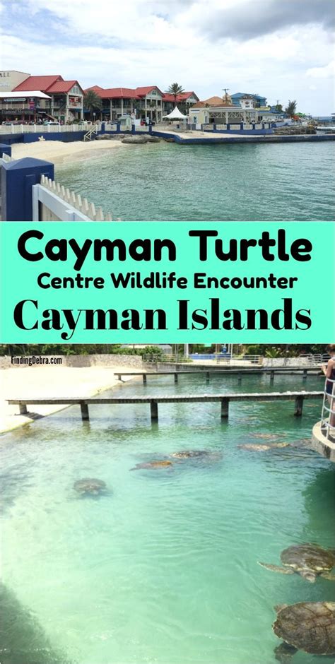 Our Cayman Turtle Farm Cruise Excursion Grand Cayman Artofit