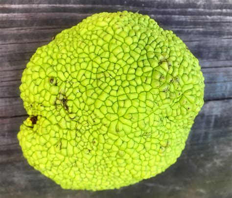 Osage Orange Seed Pod