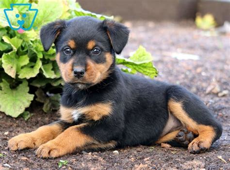 Baby Bop | Rottweiler Mix Puppy For Sale | Keystone Puppies