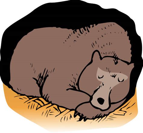 Hibernation Illustrations Royalty Free Vector Graphics And Clip Art Istock