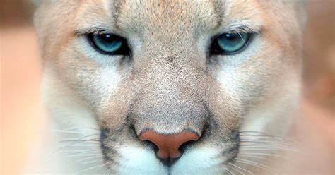 The Eastern Puma Has Been Declared Extinct As Humans Destroy Their