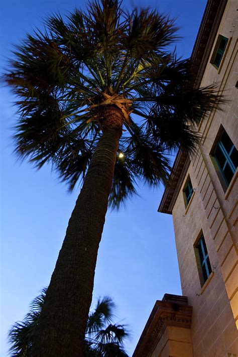 Palmetto Tree Photograph By Witt Lacy