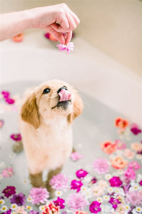 Puppy Love Floral Bath For A Golden Retriever Pup Puppy Dog Photos