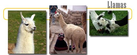 Camels are used for riding, transport and agricultural work. Llama - info and games