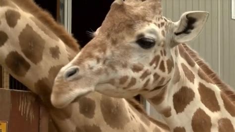 April The Giraffe That Became An Online Star Dies Boston News Weather Sports Whdh 7news