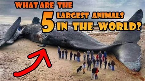 What Are The 5 Largest Animals In The World Youtube