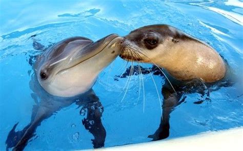 Best Of Friends Jet The Dolphin And Miri The Seal At Pet Porpoise Pool
