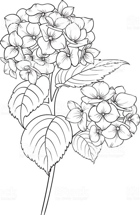 Blühende Blumen Hydrangea auf weißen Hintergrund Moppkopf Hortensie