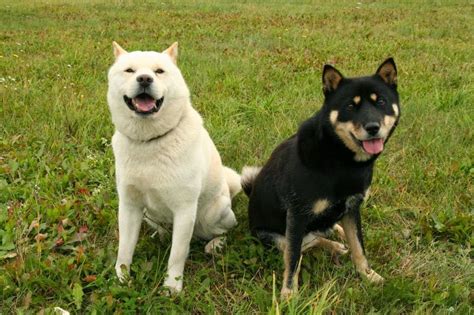 Cães And Cães Hokkaido Ken 03