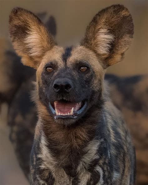 African Hunting Dog African Wild Dog Hunting Dogs Animals Images