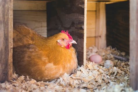 When Do Chickens Start Laying Eggs Breeds And What To Expect