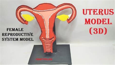 Science Models Cell Model Female Reproductive System System Model Model Making Biology The