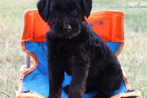 Schnauzer Giant Puppy For Sale Near Texarkana Arkansas 563f4780 2671
