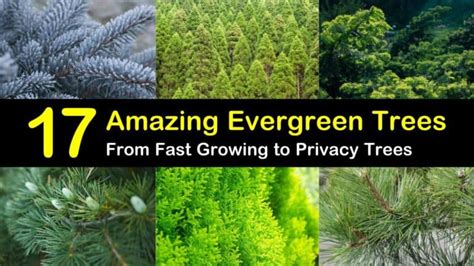 17 Evergreen Trees From Fast Growing To Privacy Trees