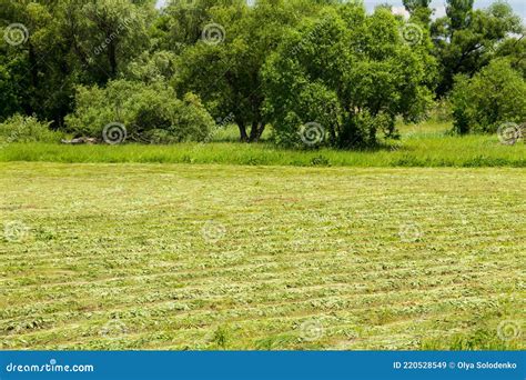 Freshly Mowed Meadow With Rows Of Hay Stock Image Image Of