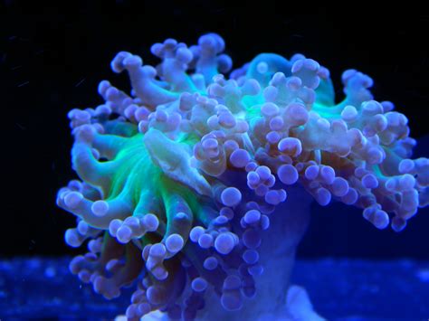 Frogspawn Coral Collectors