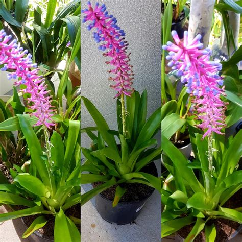 Aechmea Gamosepala Matchstick Bromeliad In Gardentags Plant Encyclopedia