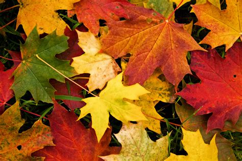 Check out our pictures of leaves selection for the very best in unique or custom, handmade pieces from our wall décor shops. Autumn Leaves Wallpapers High Quality | Download Free