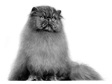 The surgical neutering procedure is done in a vet's office. The Persian Cat: Grooming, Health, and More! - ROYAL CANIN®