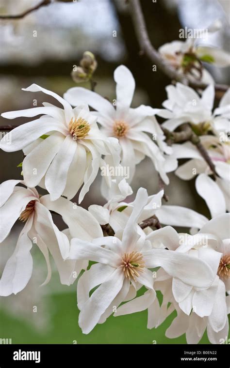 Magnolia Flowers Tree Flowering Blooming White In Toledo Ohio Stock
