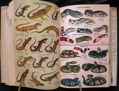 Complete Field Guide To Americn Wildlife 1959 By Henry Hill Etsy