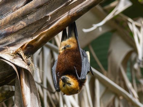The Mauritian Flying Fox Pteropus Niger Is The Largest Mammal Endemic