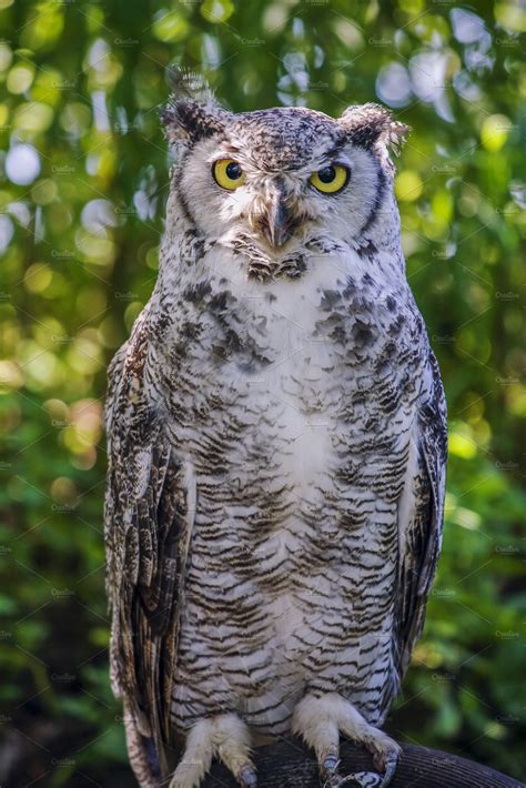Great Horned Owl Stock Photo Containing Great And Horned Animal Stock
